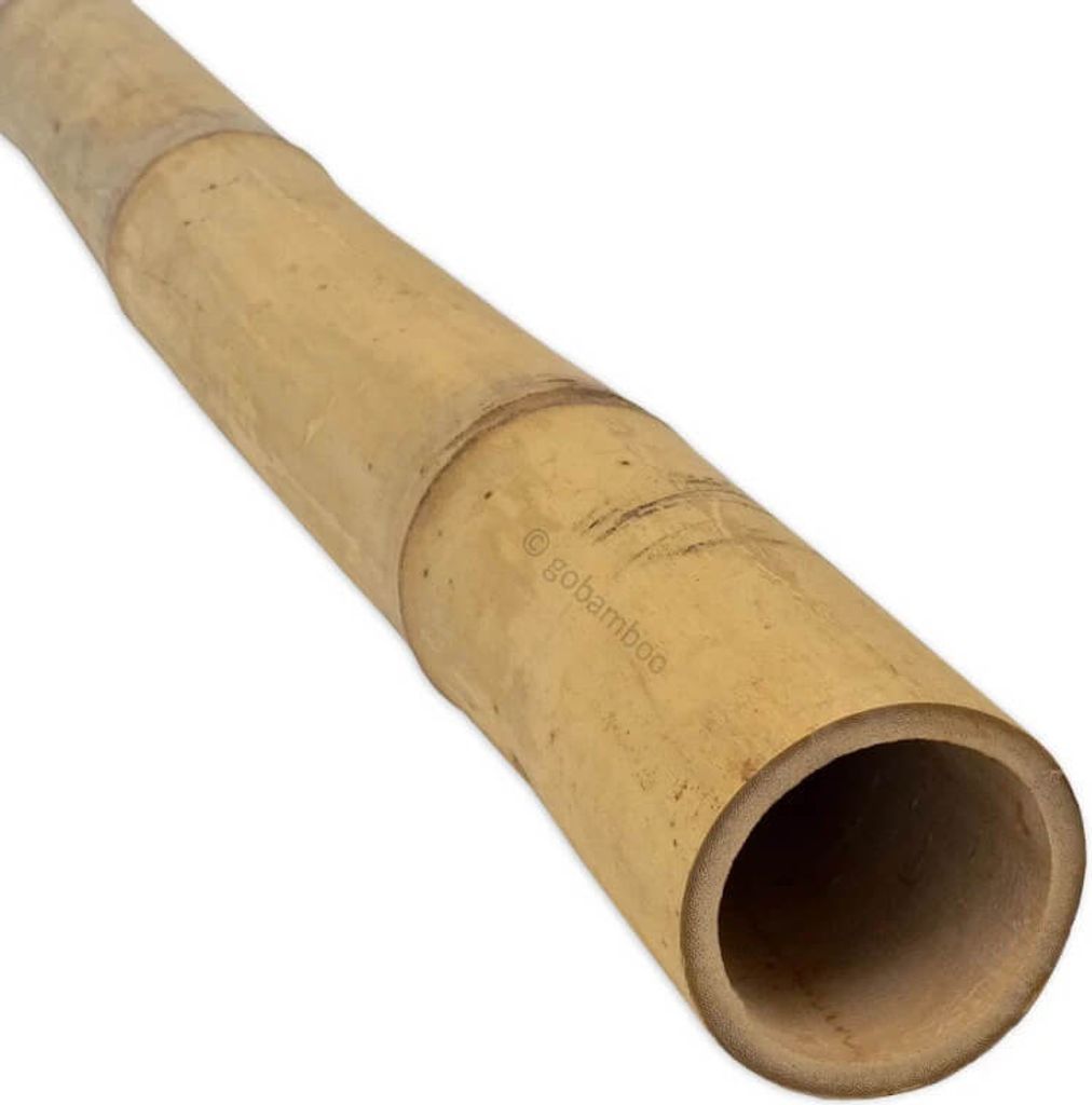 Bambusstange Guadua Ø 5-7 cm 2m
