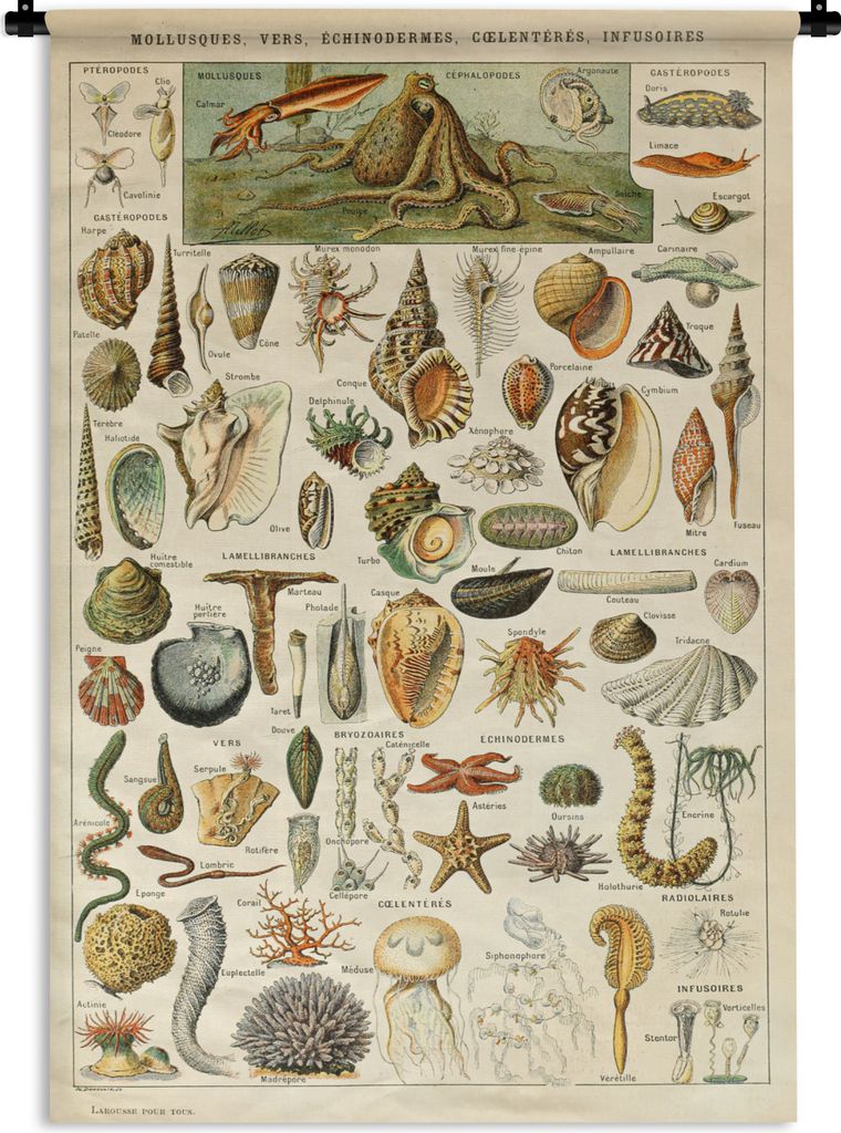MuchoWow Wandteppich Wandbehang Muschel - Meerestiere - Meer 120x180 cm Tapisserie Dekoration Wandtuch - Schlafzimmer - Dekorationen für das Haus