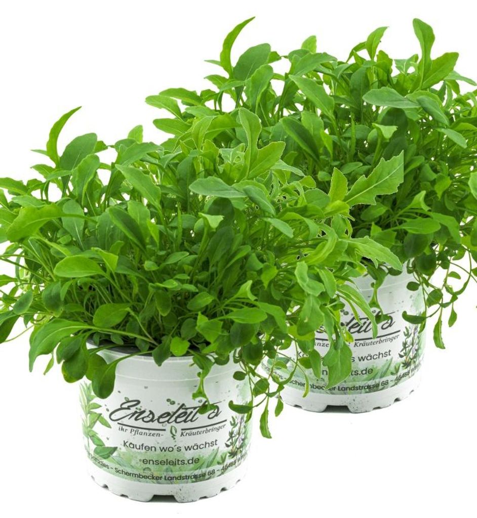Enseleits 2x Rucola Pflanze, Salatrauke,Diplotaxis Produktbild 
