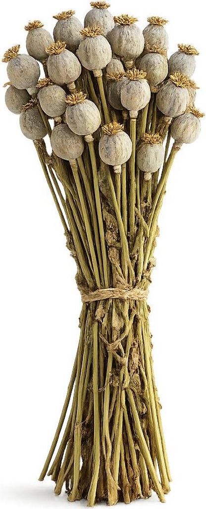 Mohn Kapseln getrocknet Extra groß im Bund Länge ca. 60cm | Produktbild 