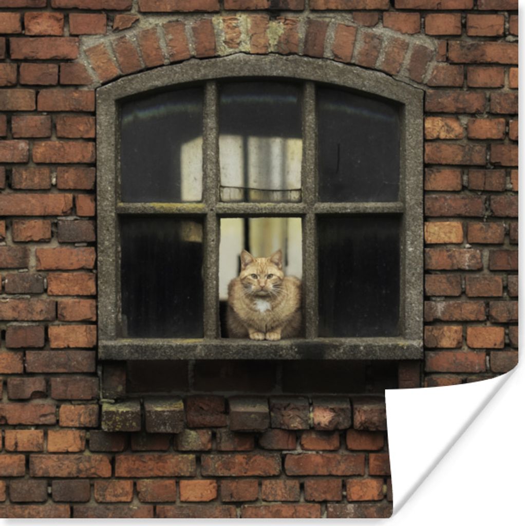 MuchoWow Poster Katze - Blumenkasten - Stein 75x75 cm - Wand Dekoration