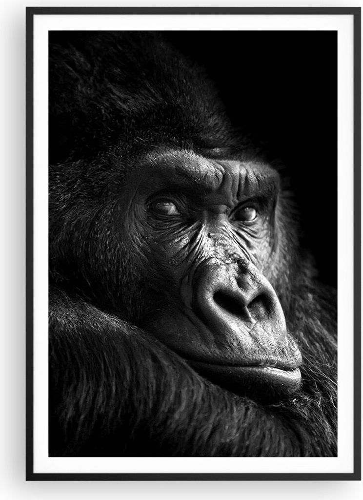 Gerahmtes Poster - Schwarzer Rahmen - Affe Gorilla Porträt - 70x100 cm - Wand Bild - Wanddeko - Wandbilder - Kunstposter - Wandposter - Bilderrahm...