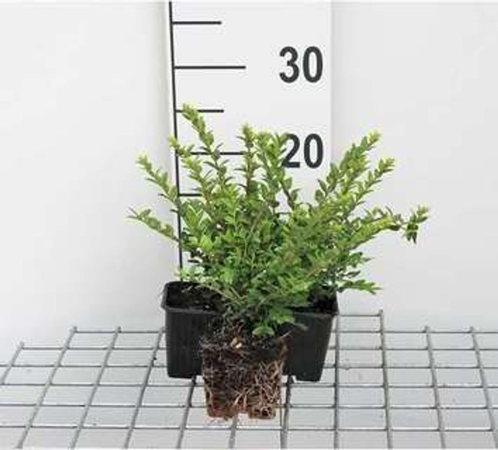 12 x Lonicera nit. 'Maigruen' - Immergrünes Heckengeißblatt 'Maigrün - Topf 9 cm x 9 cm