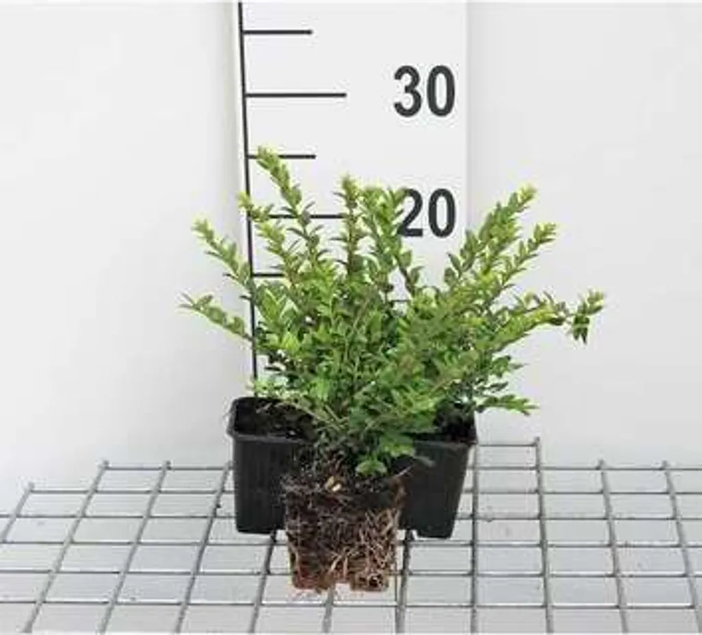 Haie de chèvrefeuille nitida Maigruen - Lot de 12 pour bordure jardin