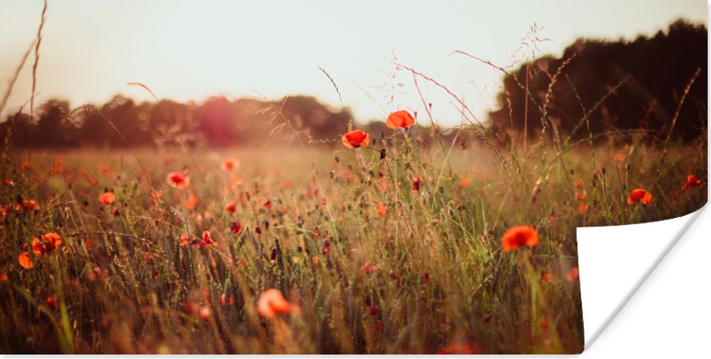 MuchoWow Poster Sonnenuntergang - Blumen - Rot 160x80 cm - Foto Poster