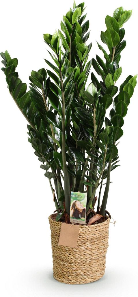 Zamioculcas 80-90cm 21cm mit Korb und luftreinigend Grünpflanze Wohnzimmer Büro