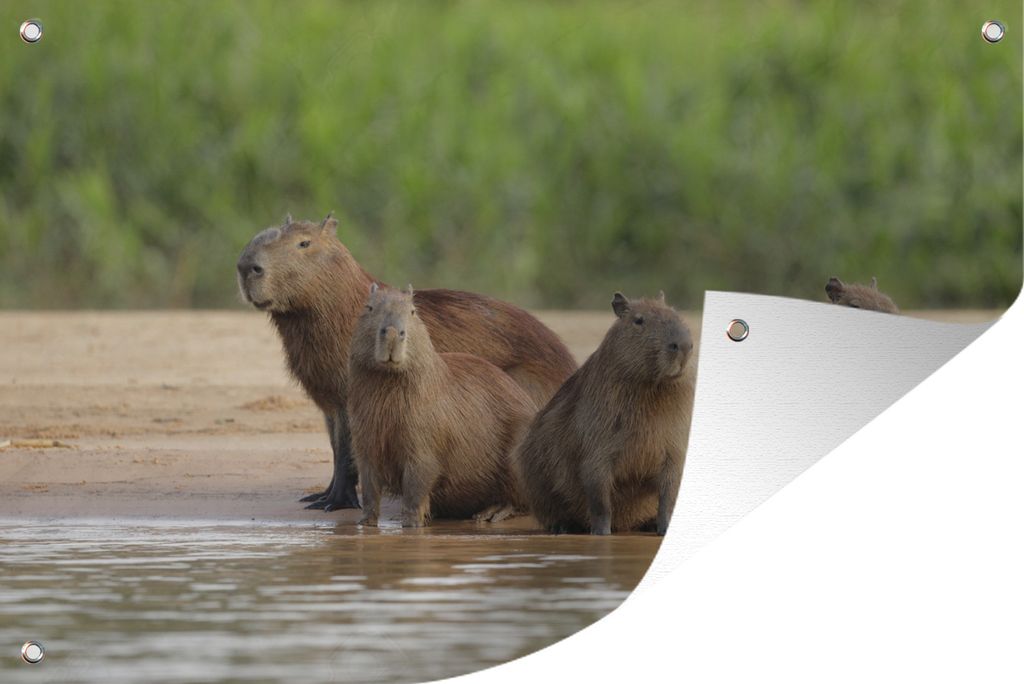 MuchoWow 90x60 cm Outdoor-Poster Gartendeko Sichtschutz Garten Poster für den Garten Familie Capibara am Wasser