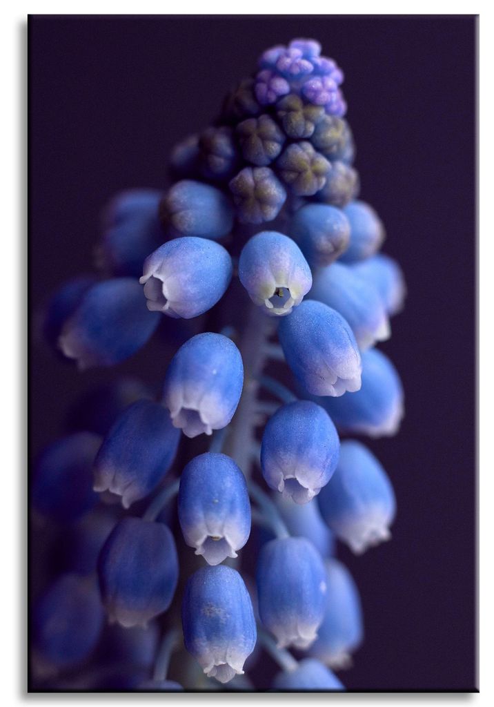 Leinwanddruck Botanik Blume Hyazinthe 40x60 cm