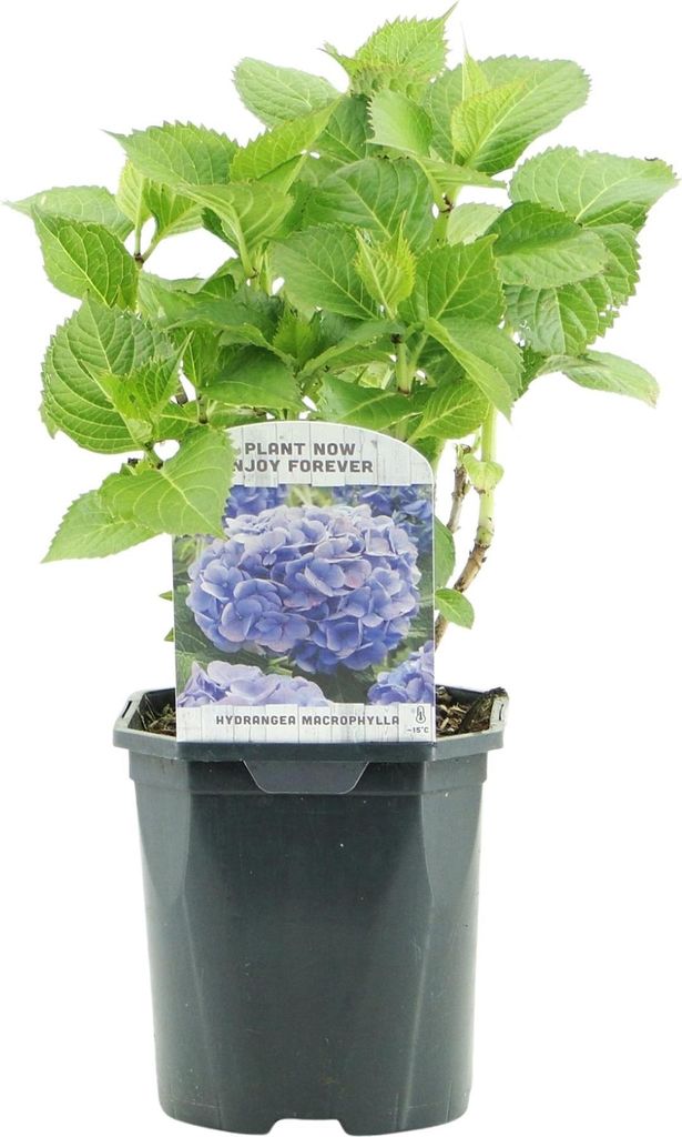 Hortensie Hydrangea macrophylla blau winterhart Sommerblüher Ø17cm 30cm