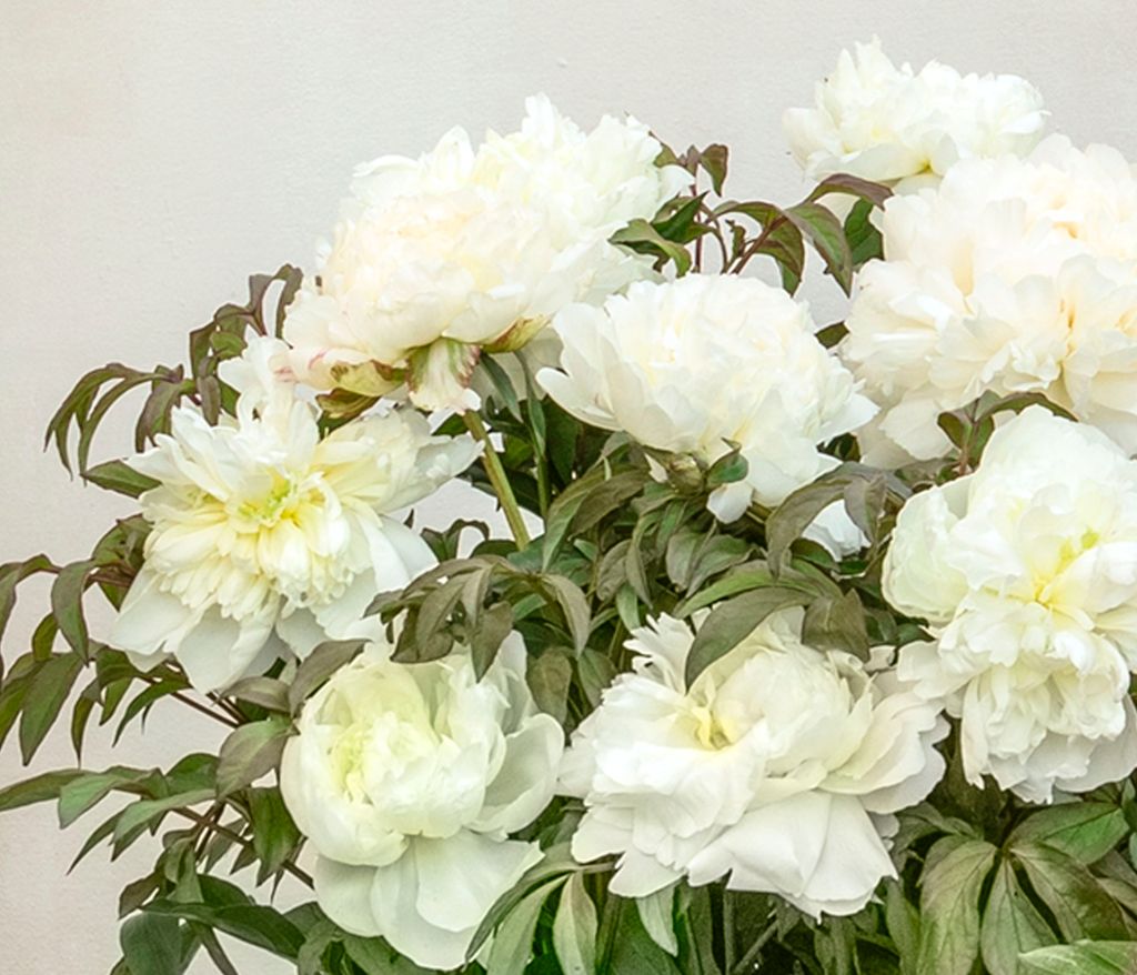 Dehner Edel-Pfingstrose, Paeonia lactiflora, mit gefüllten / duftenden weißen Blüten, 20-30 cm exkl. Pflanztopf, 2 l Topf, winterharte Staude