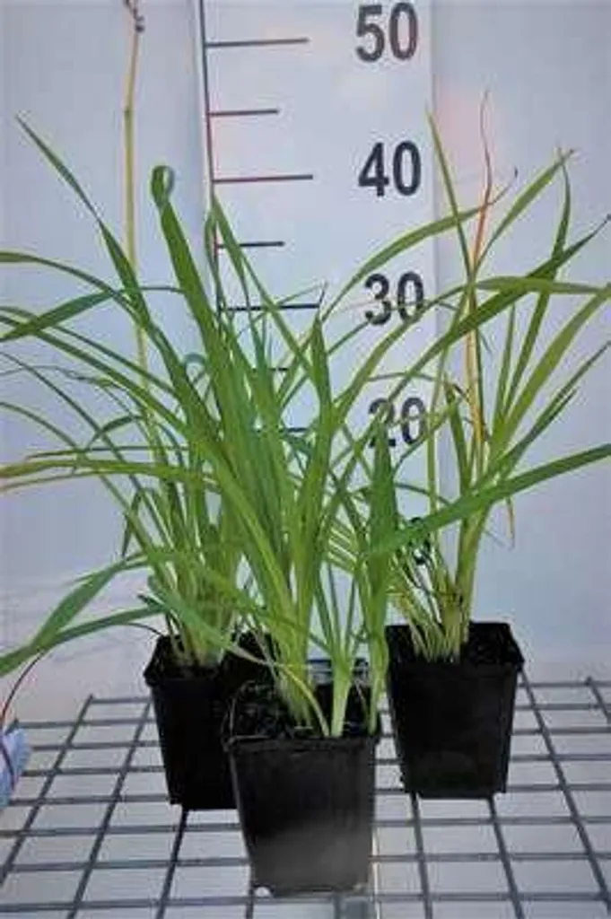 Hemerocallis Aten floraison orange intense - Lot de 6 godets 9cm robustes