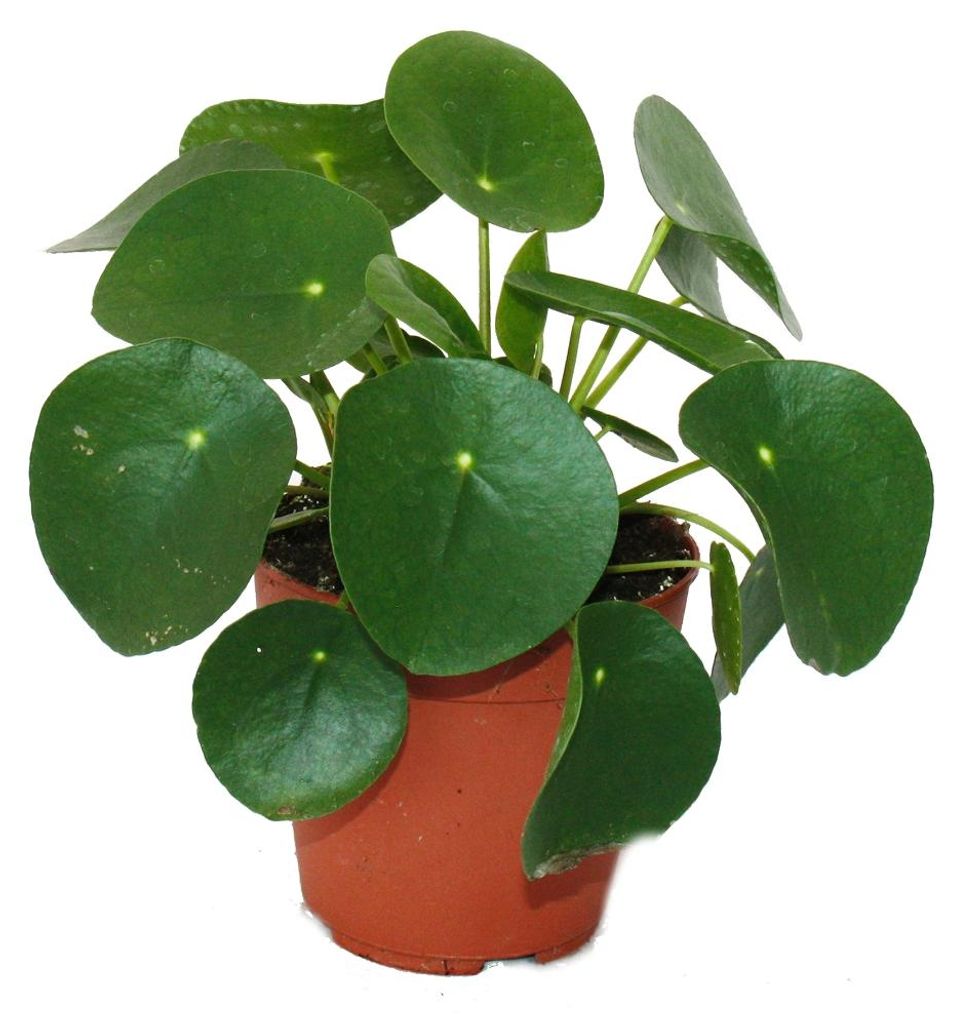 Pilea peperomioides - Glückstaler - Chinesischer Geldbaum - Produktbild 