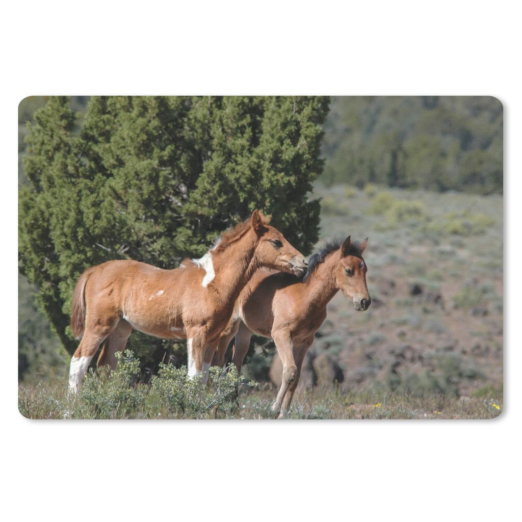 MuchoWow Schreibtischunterlage Pferde - Fohlen - Gras 60x40 cm - XXL Mauspad - Großes Mauspad