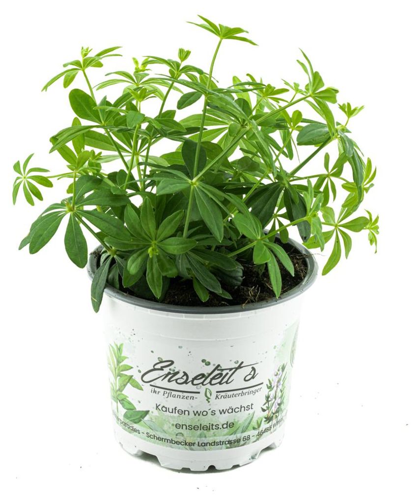 Enseleits Waldmeister, Galium odoratum, frische  Produktbild 
