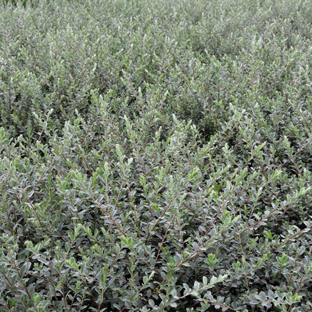2 x Salice delle sabbie - Salix repens nitida | 30-40 cm in Immagine del prodotto 