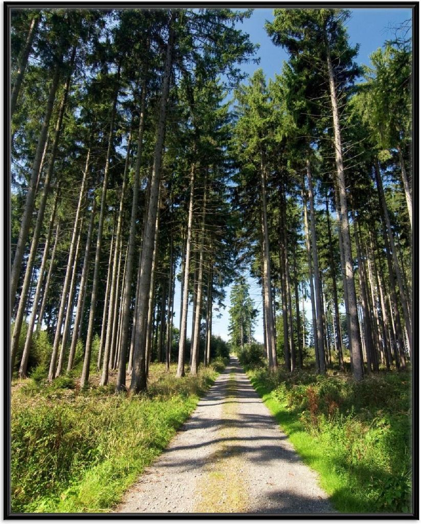 Wallario Wandbild Stiller Waldweg, Größe: 40,30 x 50,30 cm, Poster mit schwarzem Aluminiumrahmen