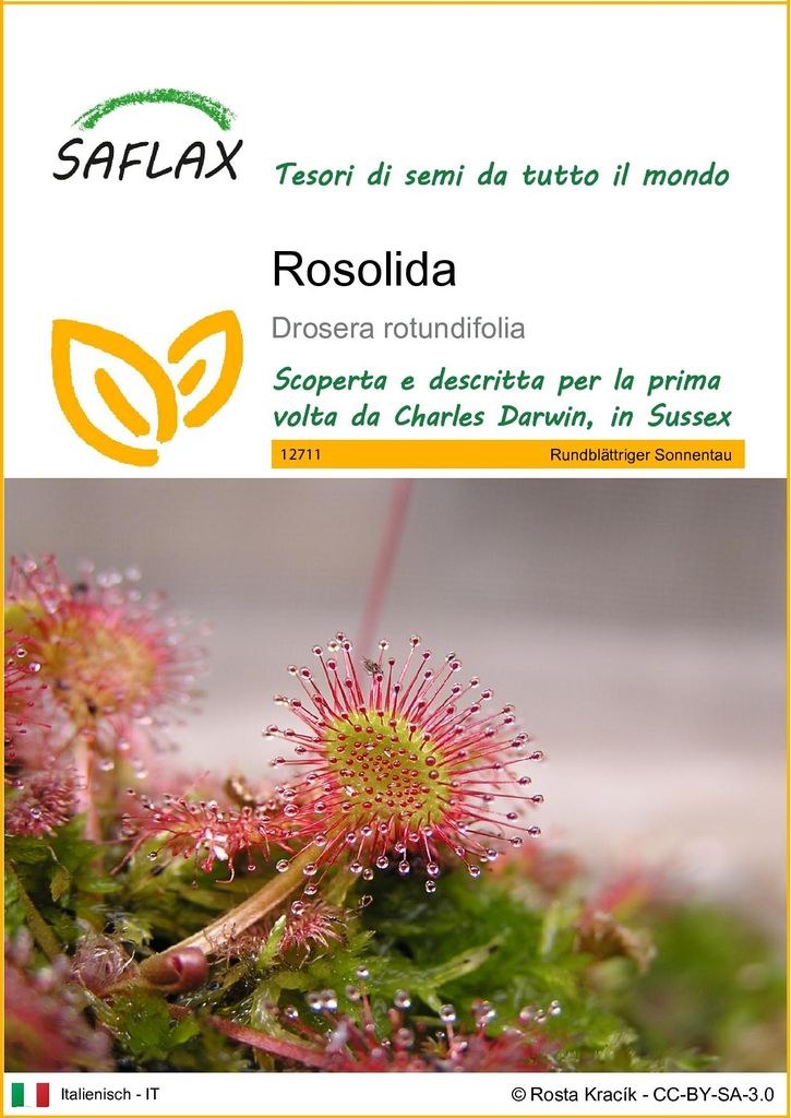 SAFLAX  - Rosolida - 50 semi - Drosera Immagine del prodotto 