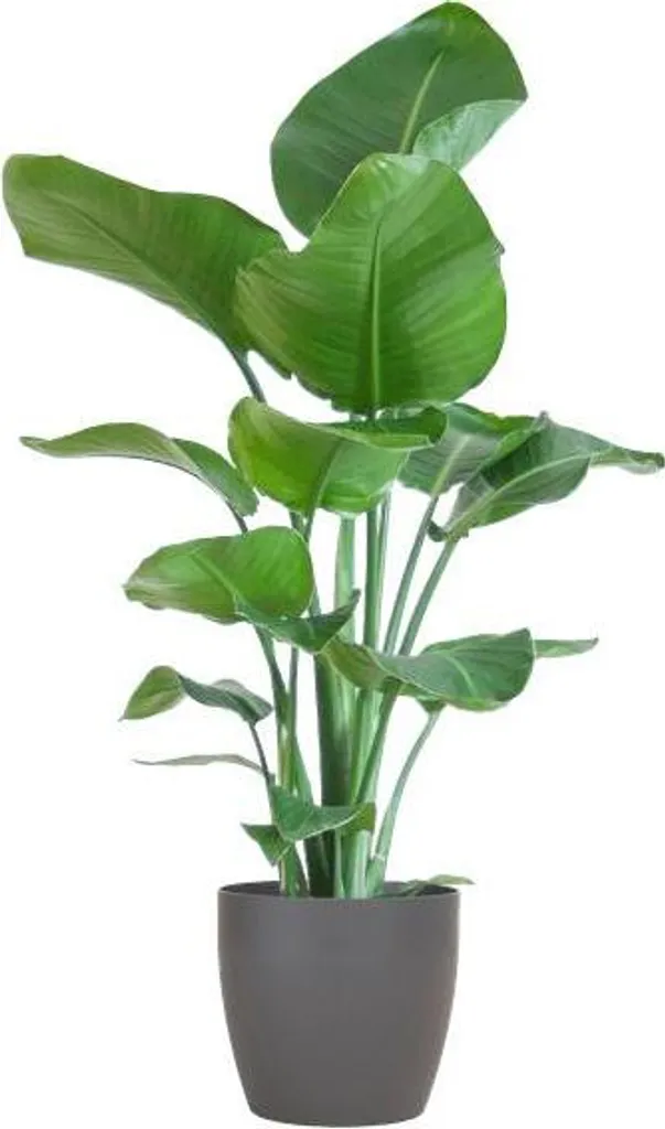 Décoration Jungle Urbaine : Strelitzia Nicolai 80 cm et son Pot Gris