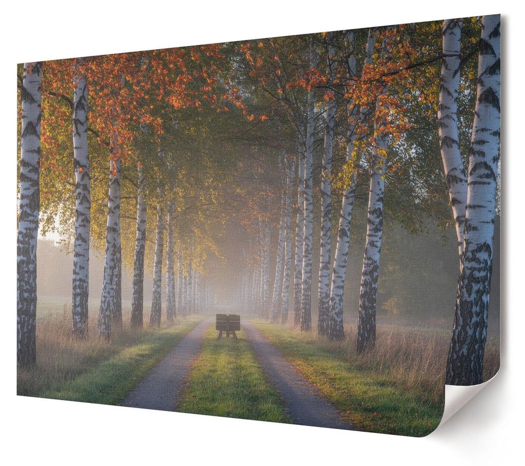 Waldallee - Kunstdruck A4 - Fotografie- Wandbild für Wohnzimmer Schlafzimmer & Flur, Modernes Poster Wanddeko, Ungerahmt