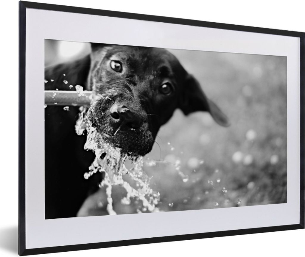 MuchoWow® Gerahmtes Poster Trinkender schwarzer Labrador - Produktbild 
