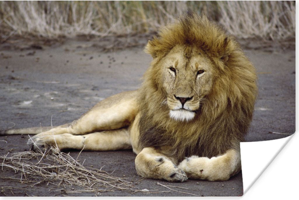 MuchoWow Poster Löwe - Afrika - Tier 30x20 cm - Plakate - Print