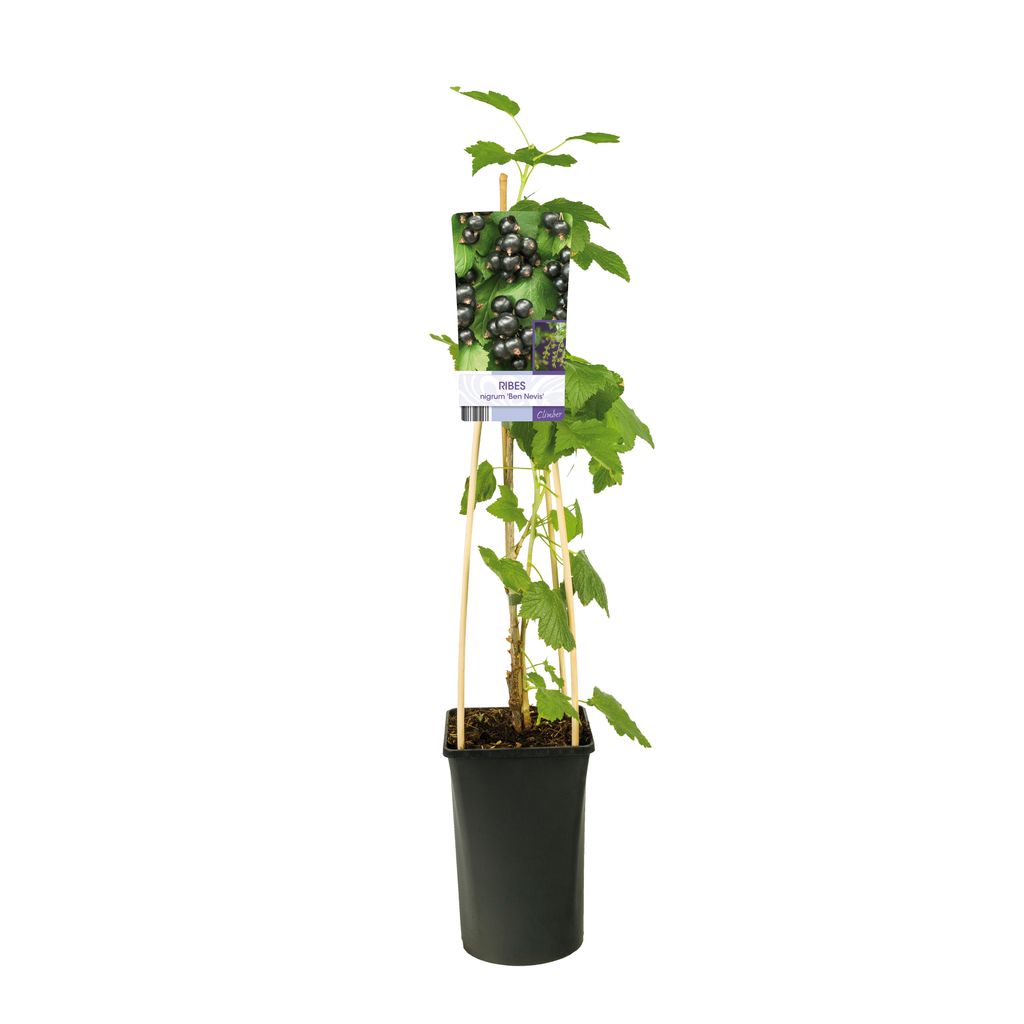 Ribes nigrum 'Ben Sarek' 60-70 cm - Čierne ríbezle | Obrázok produktu 