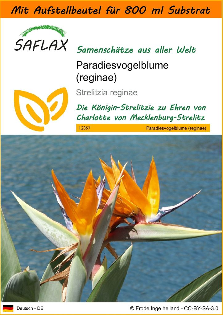 SAFLAX - Garden in the Bag - Paradiesvogelblume (reginae) - 5 Samen - Mit Anzuchtsubstrat im praktischen, selbst aufstellenden Beutel - Strelitzia ...