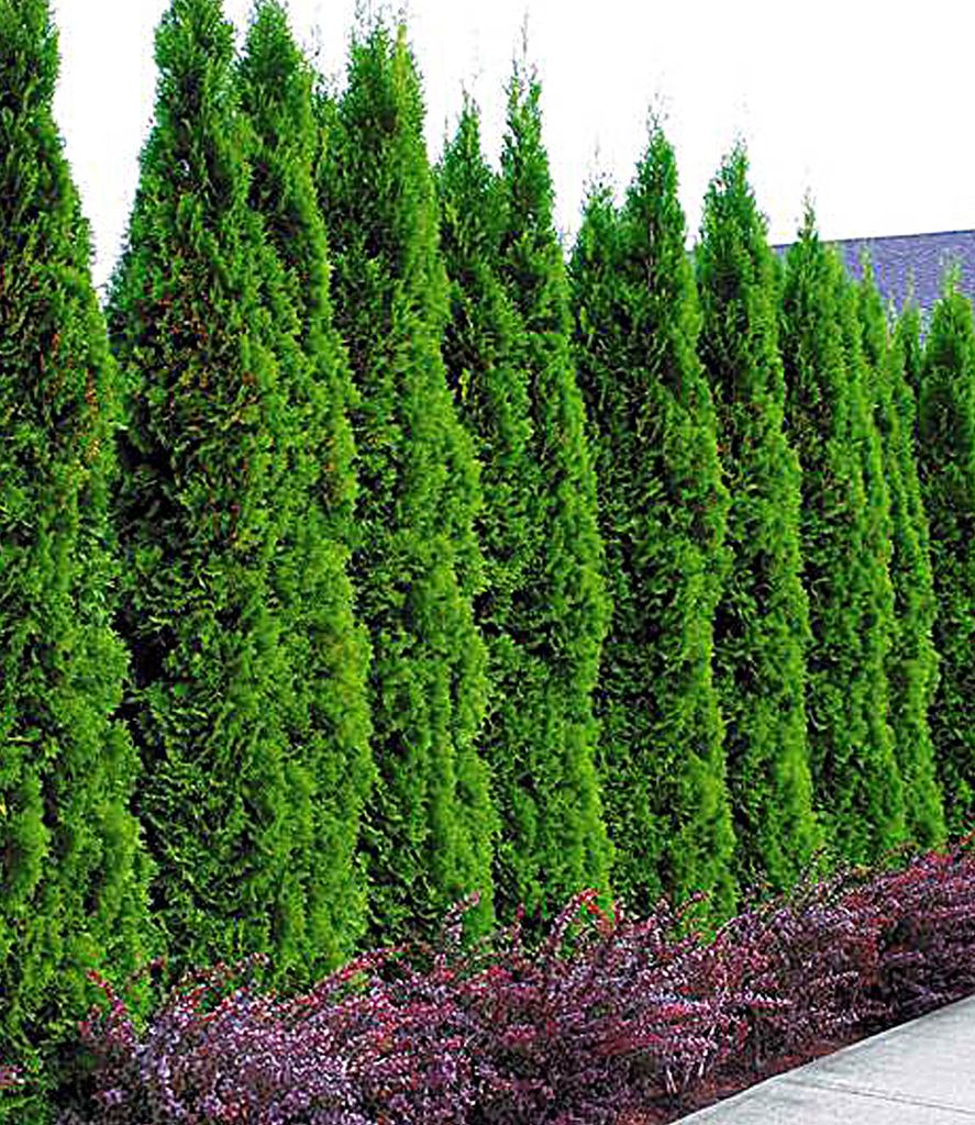 BALDUR Garten Lebensbaum-Hecke 'Smaragd', 20 Pflanzen Thuja Produktbild