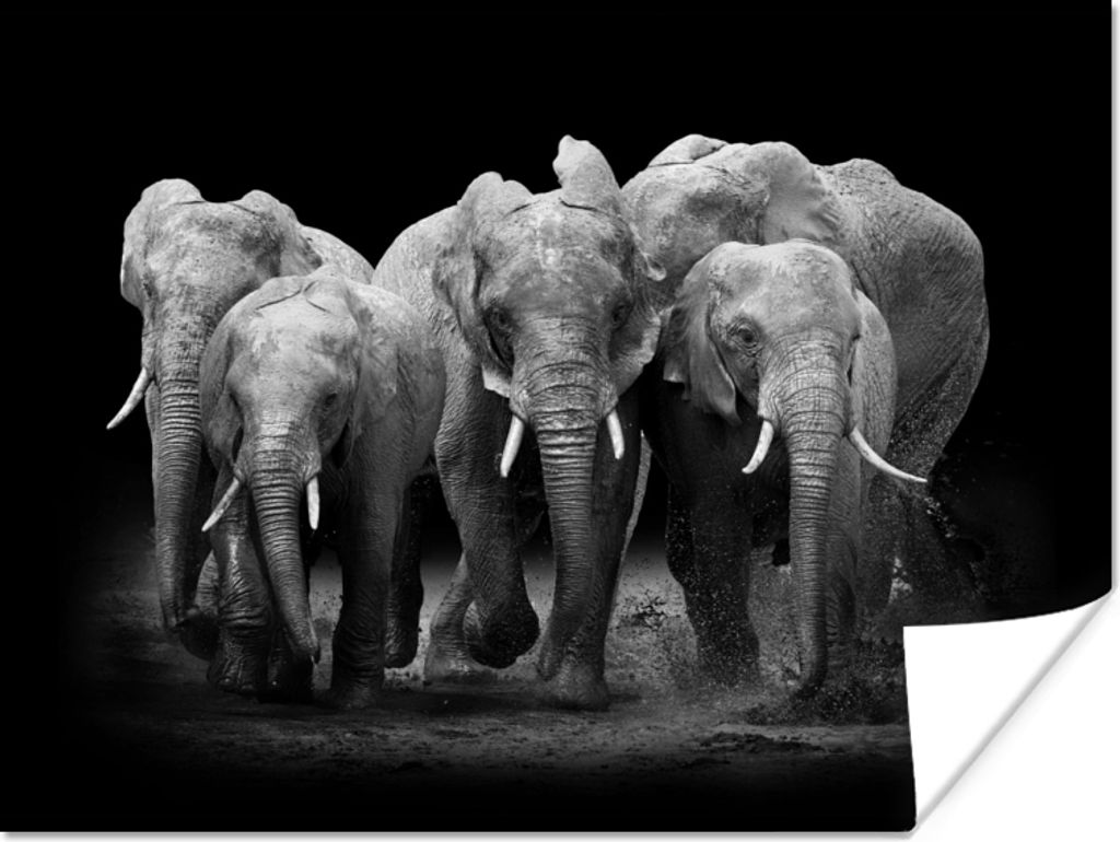 MuchoWow Poster Elefant - Schwarz - Weiß - Tiere 80x60 cm - Kunst für zu Hause