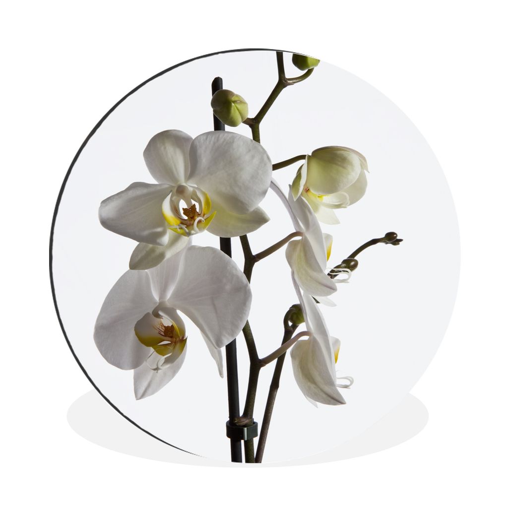MuchoWow Aluminium Wandkreis Weiße Mottenorchidee Ø 60 cm Wanddeko Modern Wohnzimmer - Wand Kreis - Wandbild - Schlafzimmer - Aluminium Bild - ...