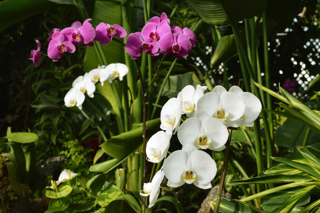hansepuzzle 21585 - Orchidee Puzzle, 2000 Teile, Natur, 90,0 x 60,0cm mit hochwertiger Aufbewahrung, Kartonbox und wiederverschließbarem Beutel