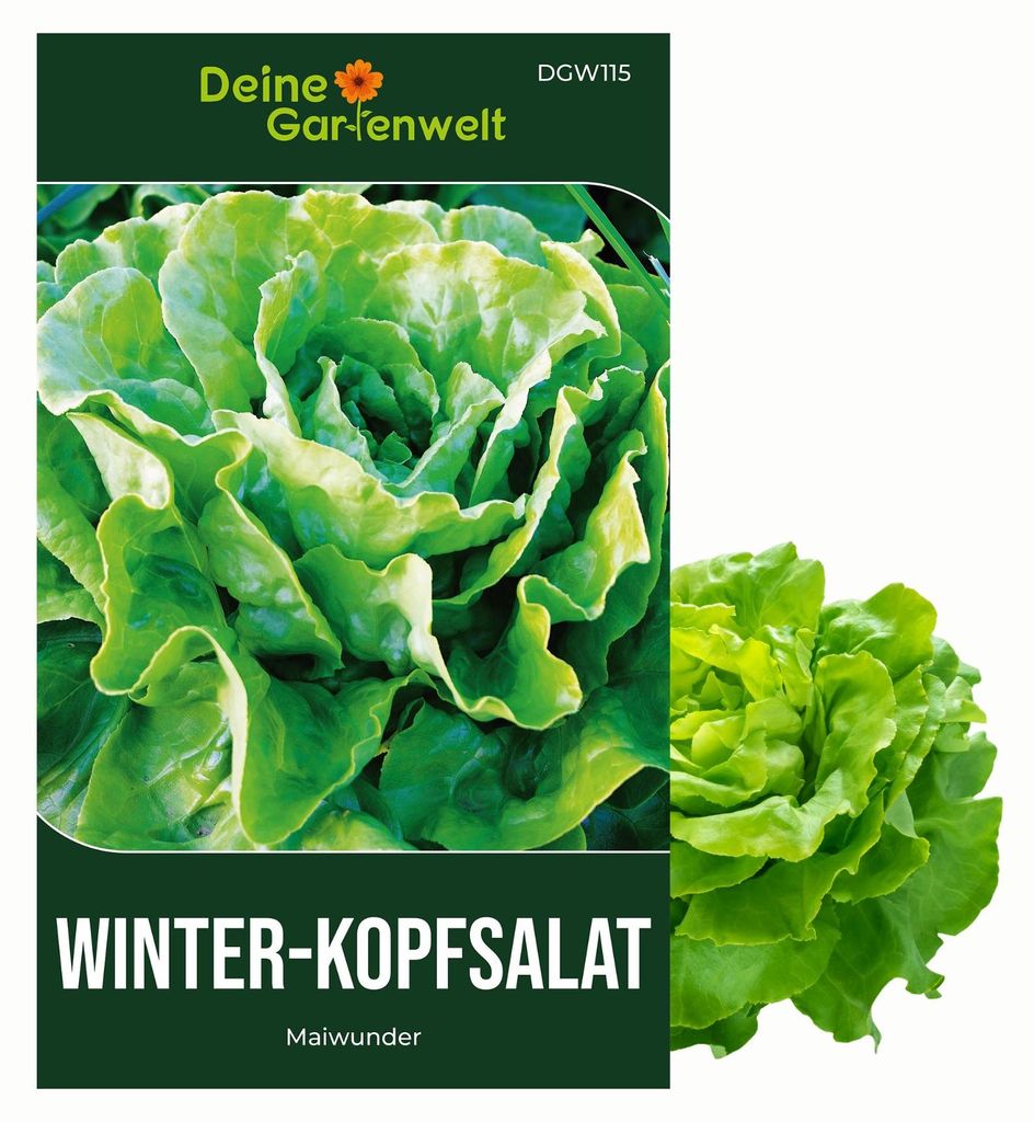Winter-Kopfsalat Maiwunder Samen - Lactuca sativa - Produktbild 