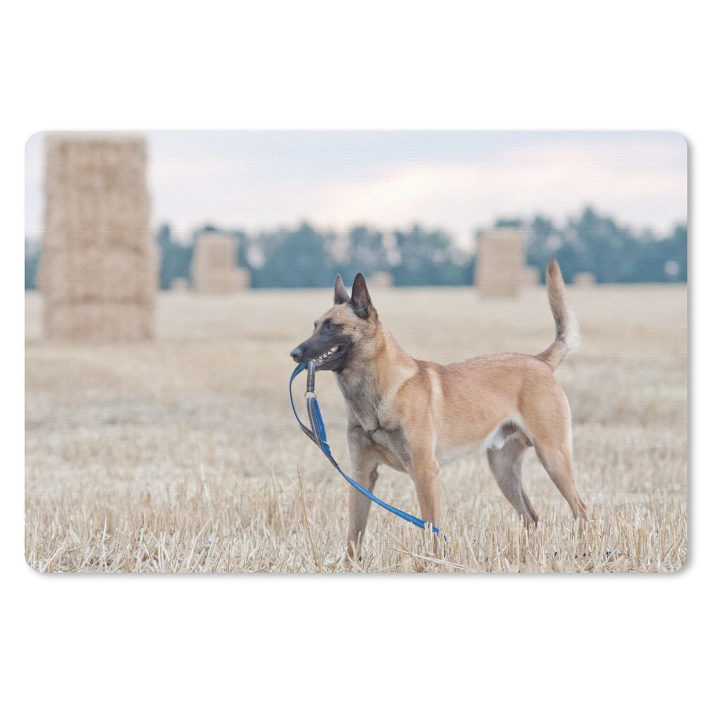 MuchoWow Schreibtischunterlage Ein Malinois-Schäferhund zwischen den Heuballen auf einer Wiese 60x40 cm - XXL Mauspad - Großes Mauspad
