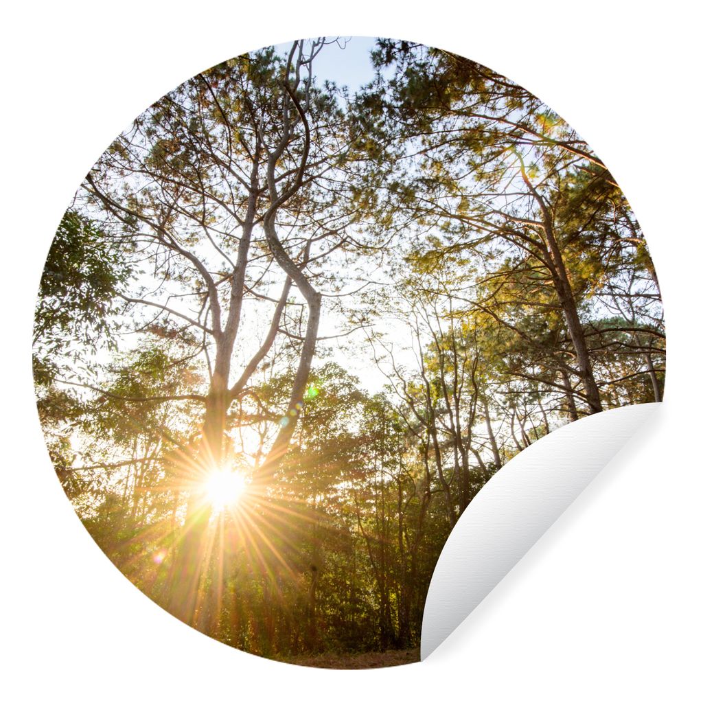 MuchoWow Runde Wandtattoo - Wandsticker Tapete Aufkleber Die Sonne geht zwischen den Bäumen im Wald des Phu Hin Rong Kla-Nationalparks auf. Ø 5...