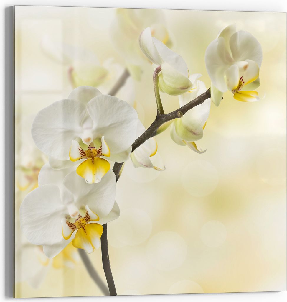 DEQORI Magnettafel Glas 50x50 cm 'Orchideenzauber' beschreibbar Whiteboard Pinnwand Küche