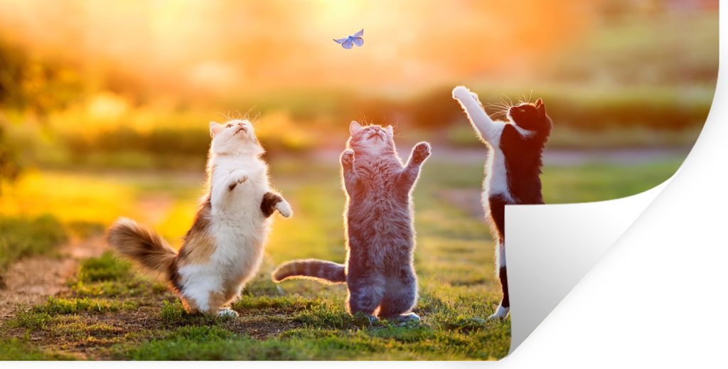 MuchoWow Wandtattoo Wandsticker Wandaufkleber Katzen - Schmetterling - Sonnenuntergang - Gras - Natur 80x40 cm Selbstklebend und Repositionierbar...