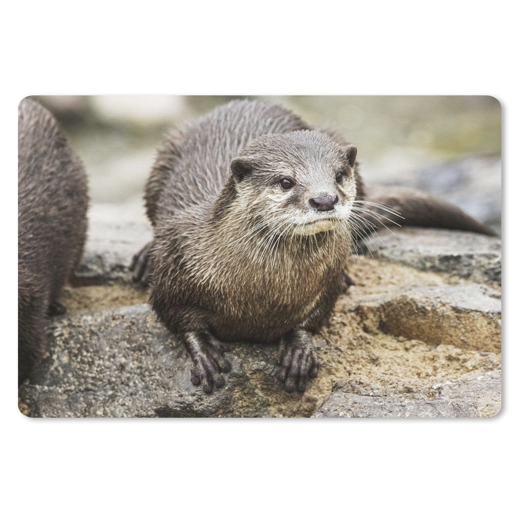 MuchoWow Schreibtischunterlage Otter - Stein - Wasser 60x40 cm - XXL Mauspad - Großes Mauspad