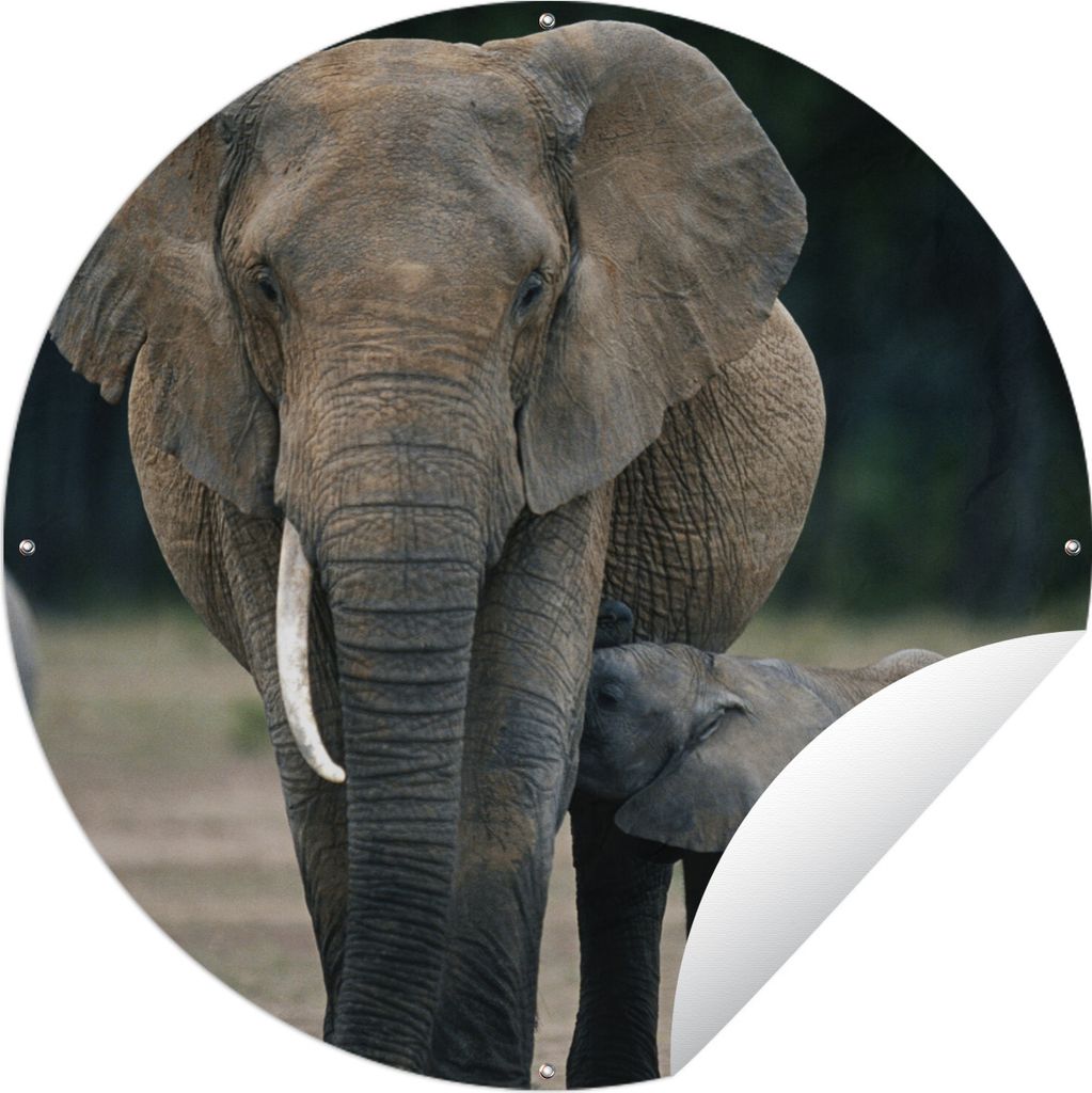 MuchoWow Gartenposter Outdoor-Poster Rund Elefantenbaby wird von seiner Mutter gefüttert Ø 90 cm Gartendeko Rundes Poster draußen