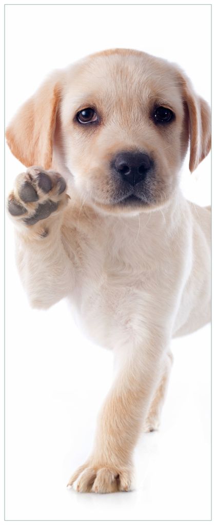 Wallario Premium Glasbild, freischwebende Optik, kräftige Farben, Größe 80 x 32 cm Motiv Süßer Labrador-Welpe sagt Hallo