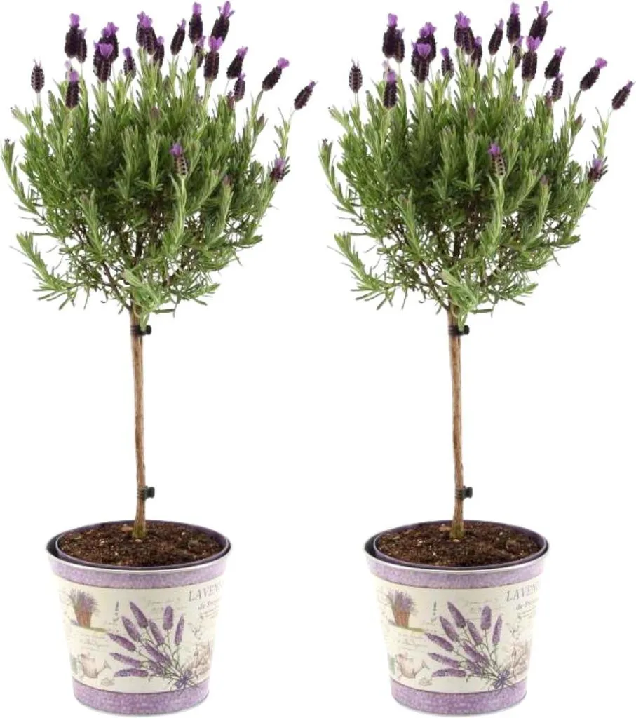 Lot 2 Lavandes Françaises Anouk® sur Tige - Pot Décoratif 15 cm