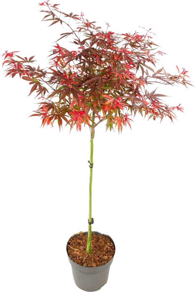 A potted Japanese Maple tree with red and green leaves against a white background.