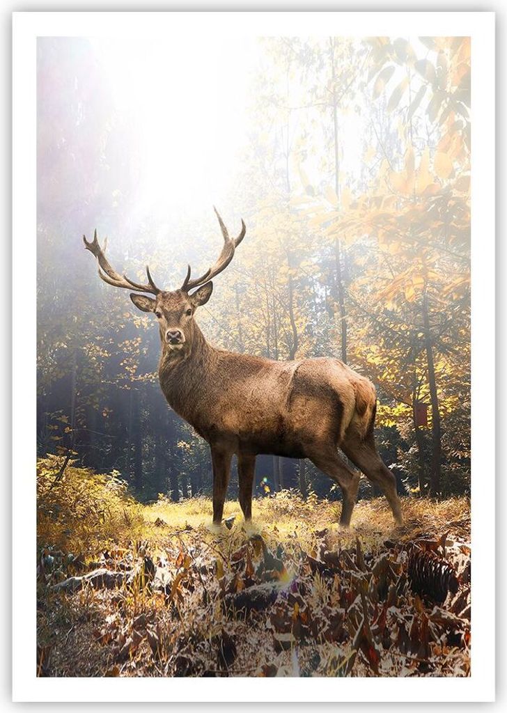 Poster - Poster ohne Rahmen - Licht Hirsch Wald - 70x100 cm - Wand Bild - Wanddeko - Wandbilder - Kunstposter - Wandposter - Bilder - Kunstdruck - ...