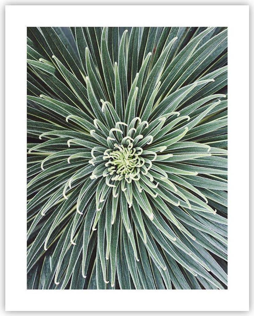 Poster - Poster ohne Rahmen - Agave Grün Pflanze - 40x50 cm - Wand Bild - Wanddeko - Wandbilder - Kunstposter - Wandposter - Bilder - Kunstdruck -...