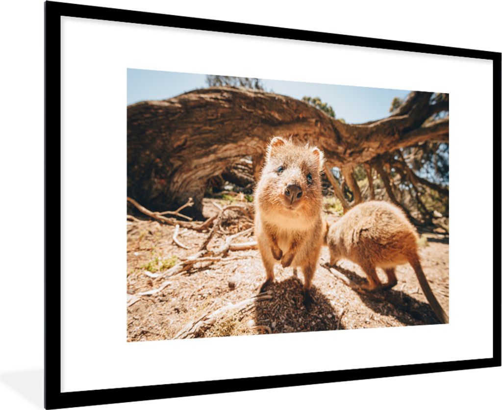 MuchoWow MuchoWow Gerahmtes Poster Quokkas in Australien 90x60 cm - Poster mit zchwarzem Bilderrahmen - Wanddekoration - Fotos