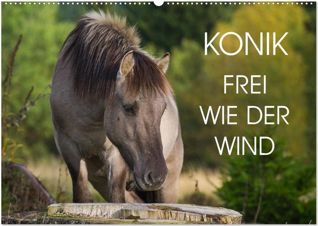 Konik - Frei geboren (Wandkalender 2026 DIN A2 quer), CALVENDO Monatskalender