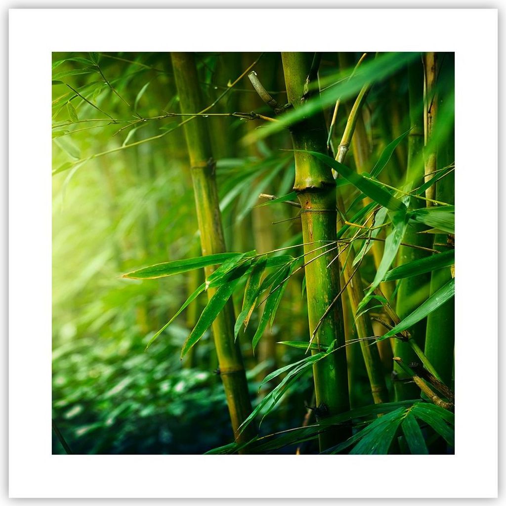 Poster - Poster ohne Rahmen - Bambus Pflanze - 40x40 cm - Wand Bild - Wanddeko - Wandbilder - Kunstposter - Wandposter - Bilder - Kunstdruck - Wand...