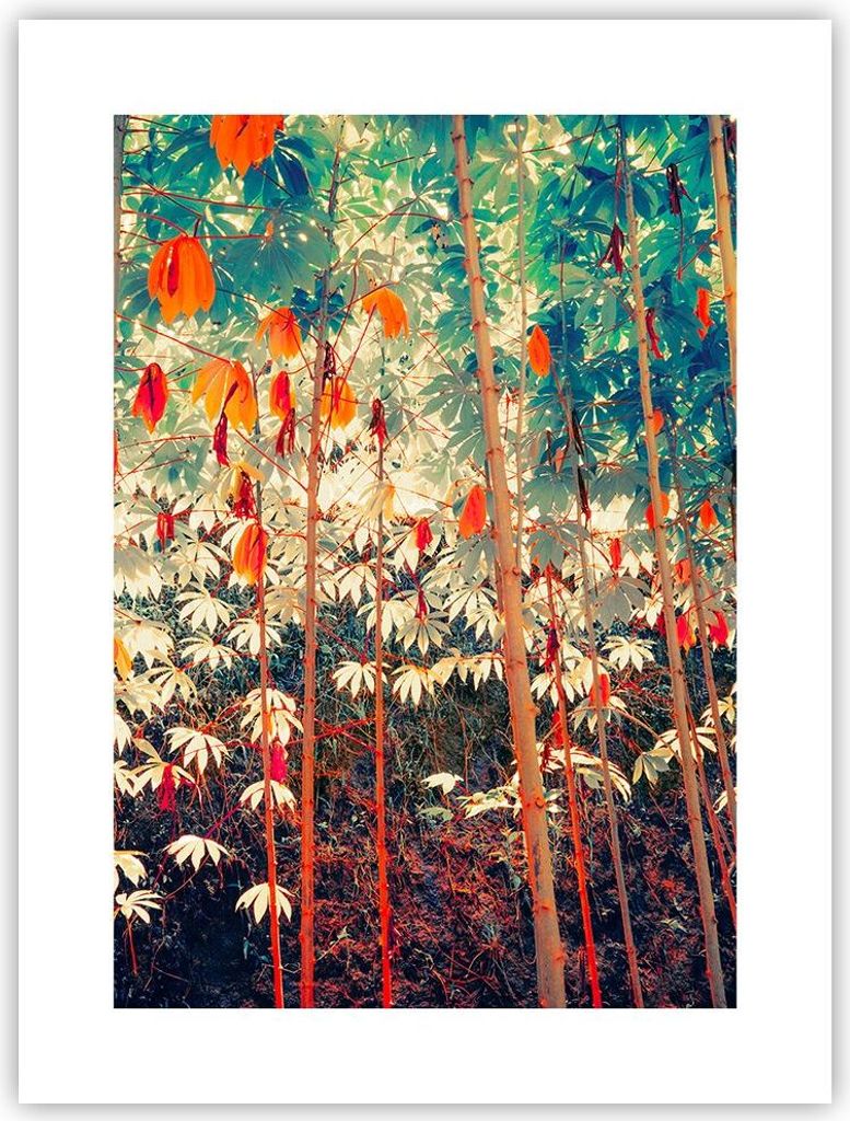 Poster - Poster ohne Rahmen - Pflanzen tropisch orange - 30x40 cm - Wand Bild - Wanddeko - Wandbilder - Kunstposter - Wandposter - Bilder - Kunstdr...