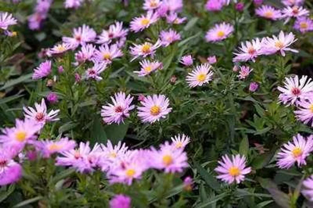 Aster d'automne Herbstgruss Vom Bresserhof - Floraison rose 6 plants