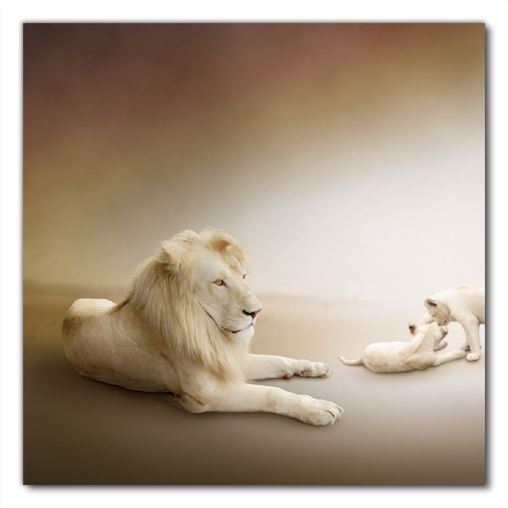 Wallario selbstklebende Möbelfolie/ Tischdecke für Innen und Außen, Größe: 80 x 80 cm - Löwenfamilie mit Jungtieren