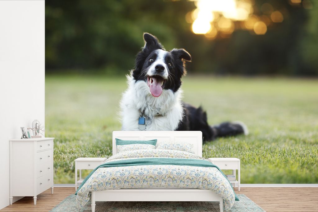 MuchoWow Fototapete für Wohnzimmer oder Schlafzimmer Wandtapete Vinyl Motivtapete Ein glücklicher Border Collie, dem die Zunge aus dem Maul hä...
